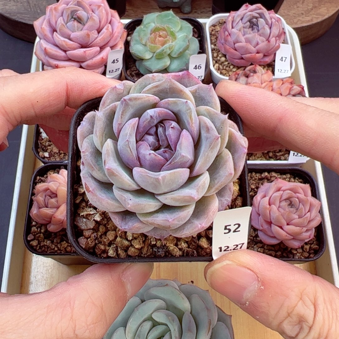 好好看52、哈哈哈哈