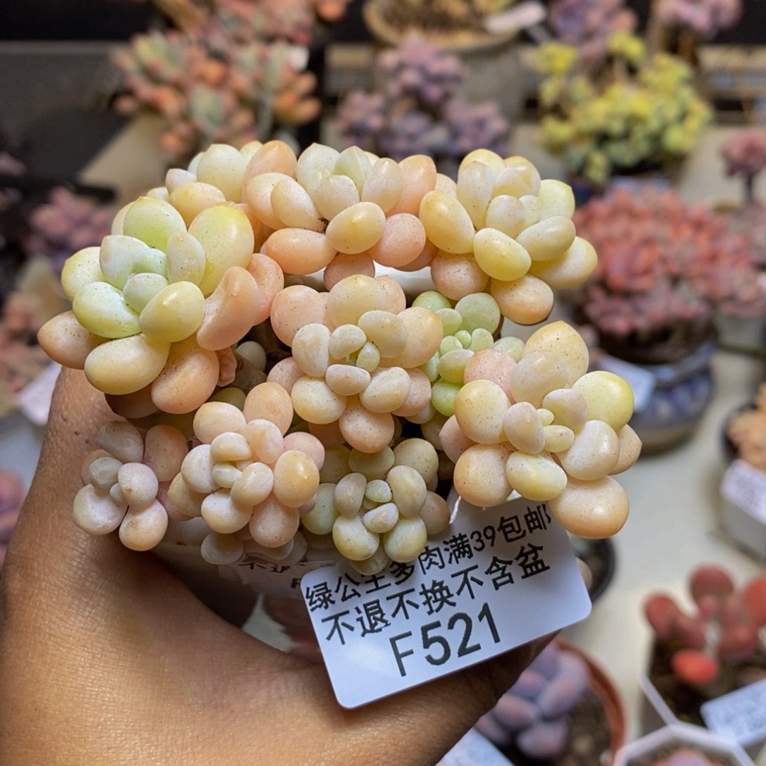 521洛可可多肉7c m