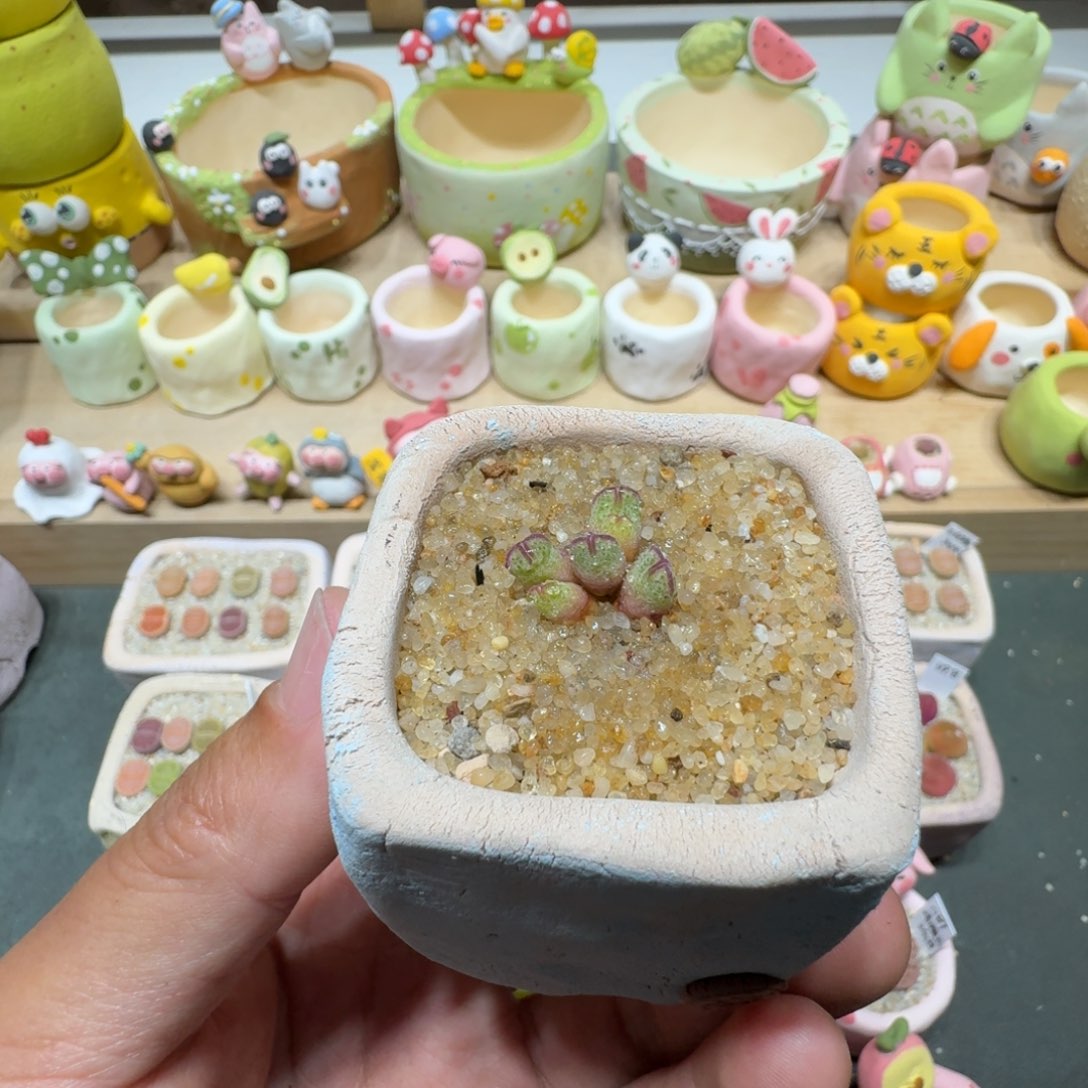 蘑菇360原始斑马