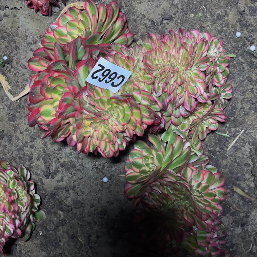 倾城法师16//5包邮