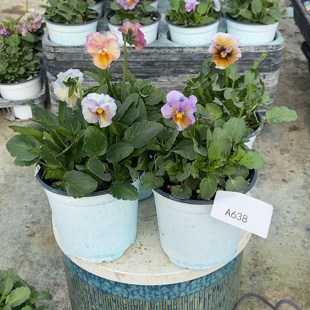 大部分花苞少量开放638