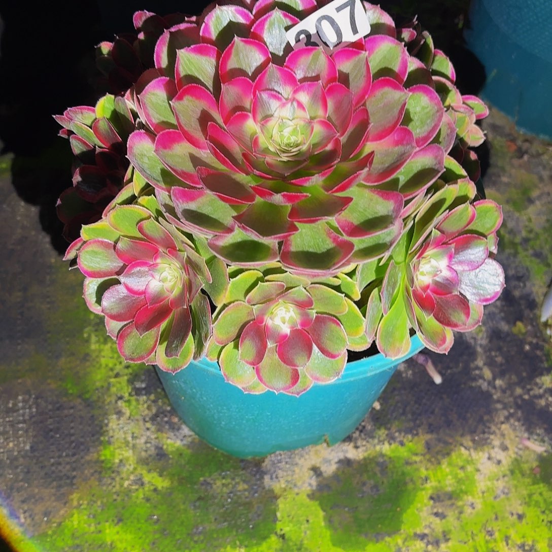 揽***࿐307多肉植物植物发