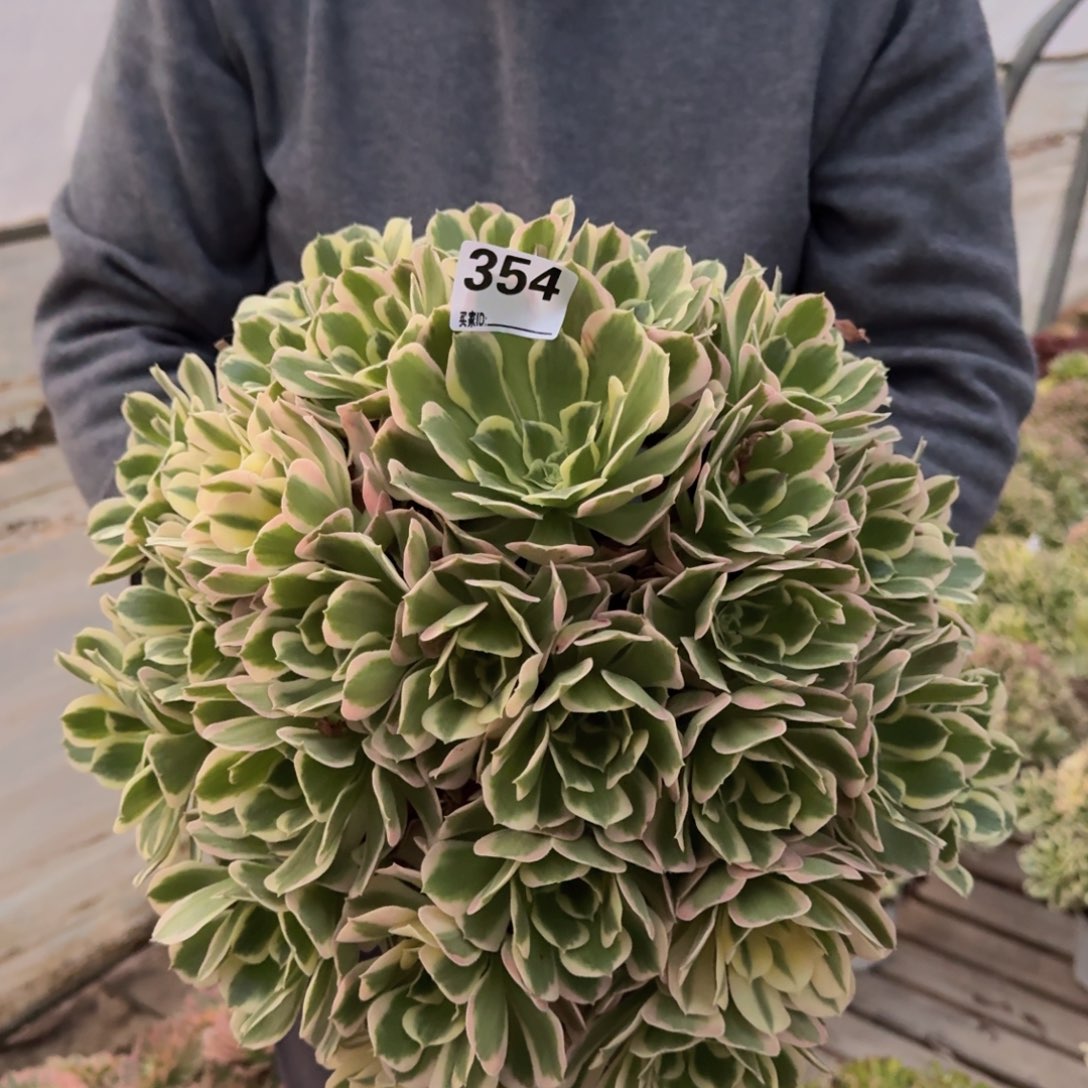 354白凤多肉植物