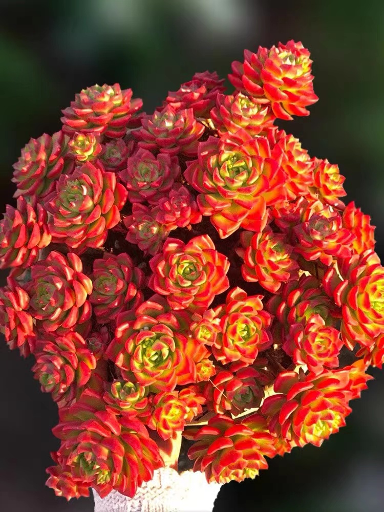 M大盆玫瑰蒂亚+罗马盆 多肉新手室内室外好养好活 云南基地发货