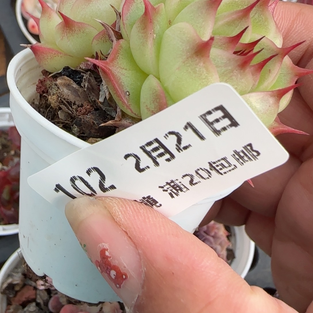 花语逸境0221-105