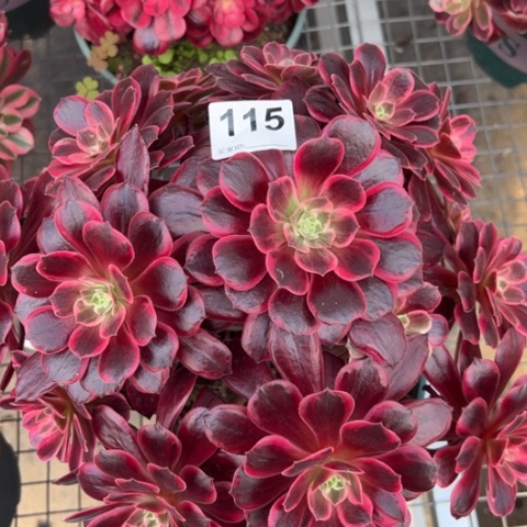 115白婚纱30厘米左右