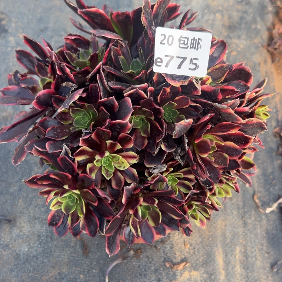 775欧嘉莉满20包邮嘟叮熊