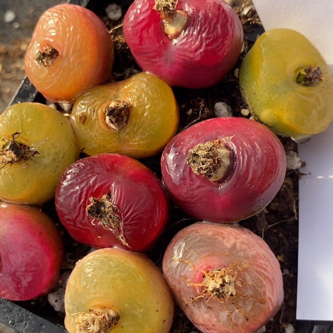 1529彩蟠桃一组一组