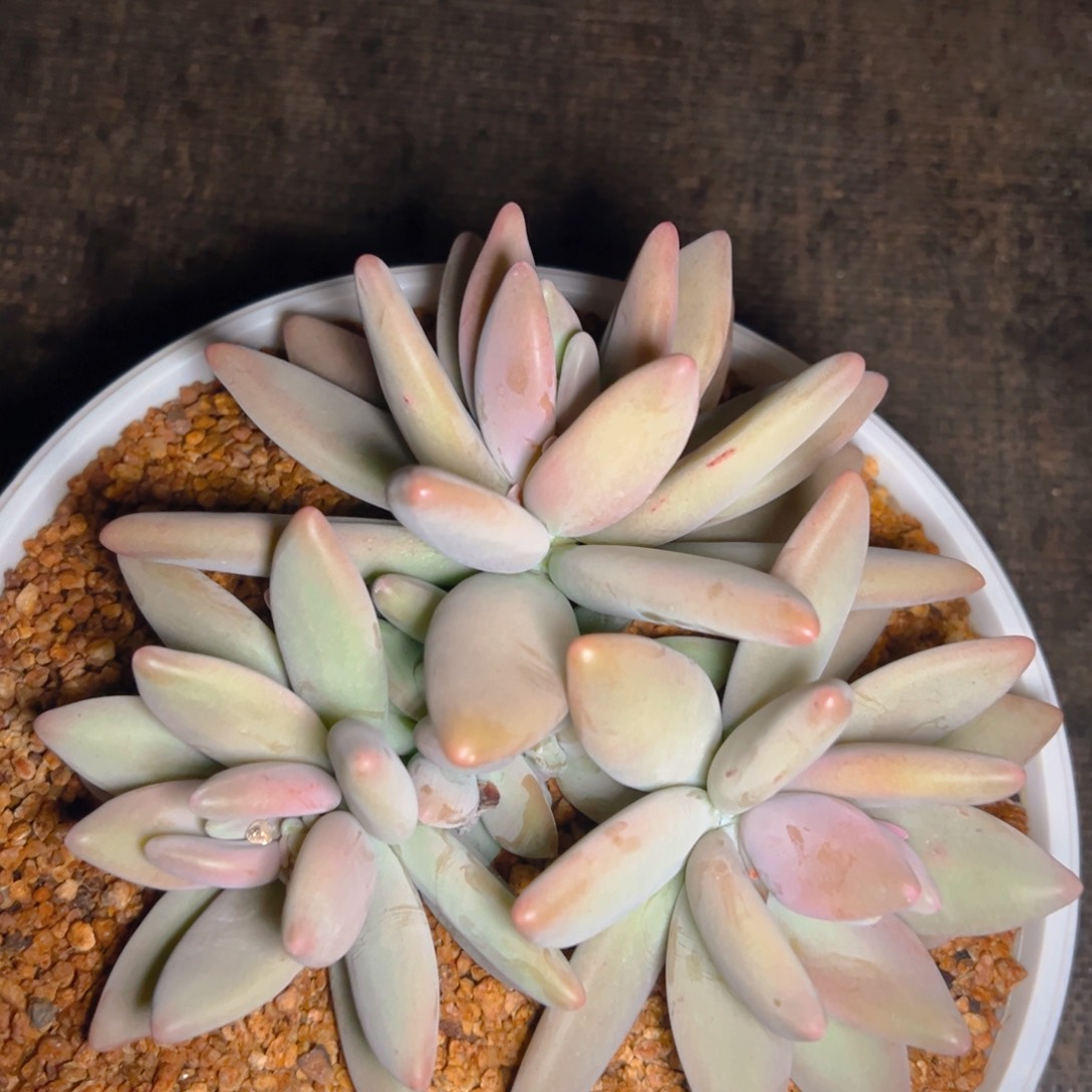 冰淇淋小姐妹寄养的1-14