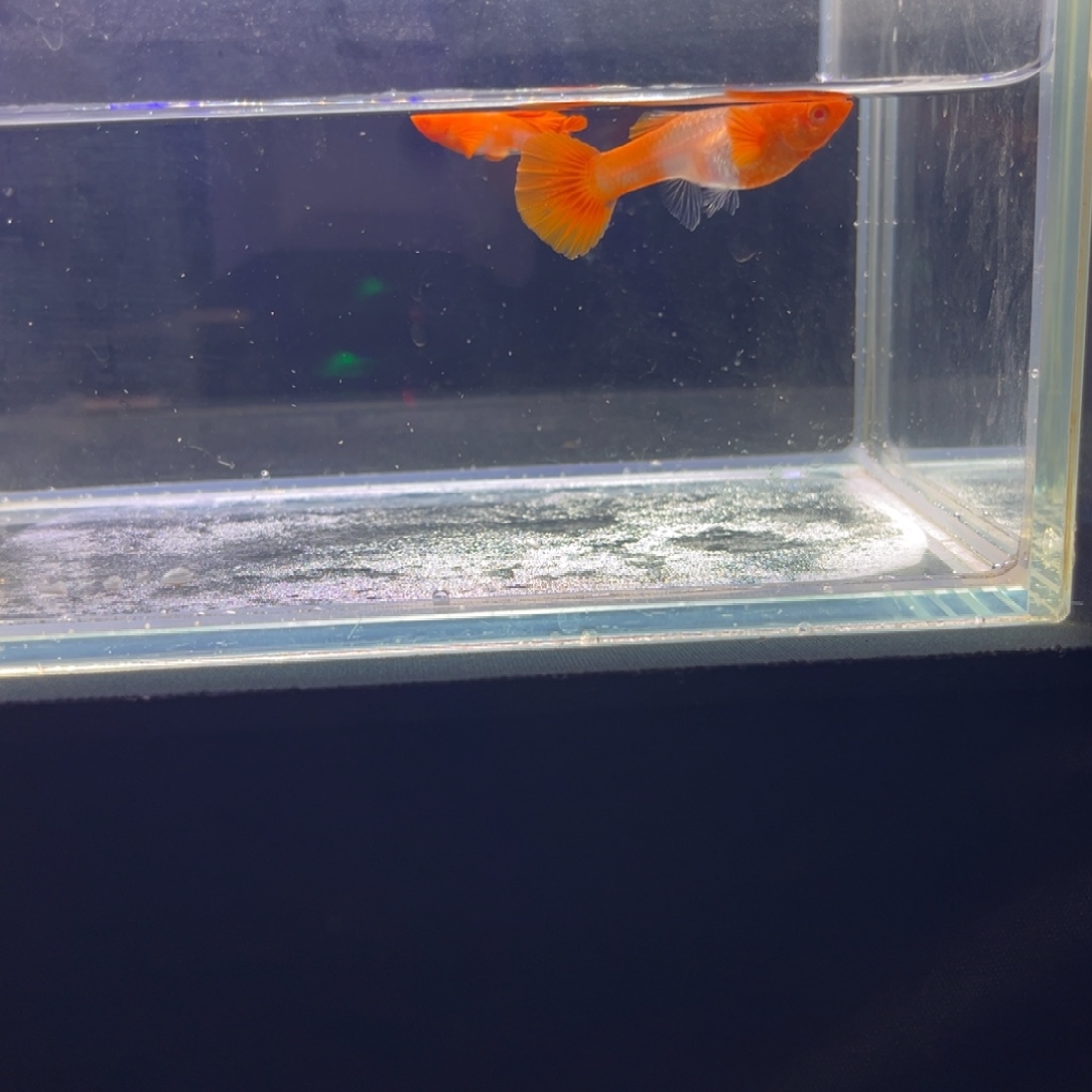 孔雀鱼红头双分水