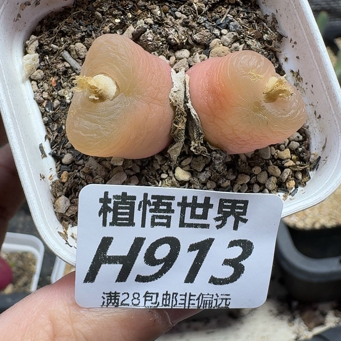 多肉植物的润泽fhn