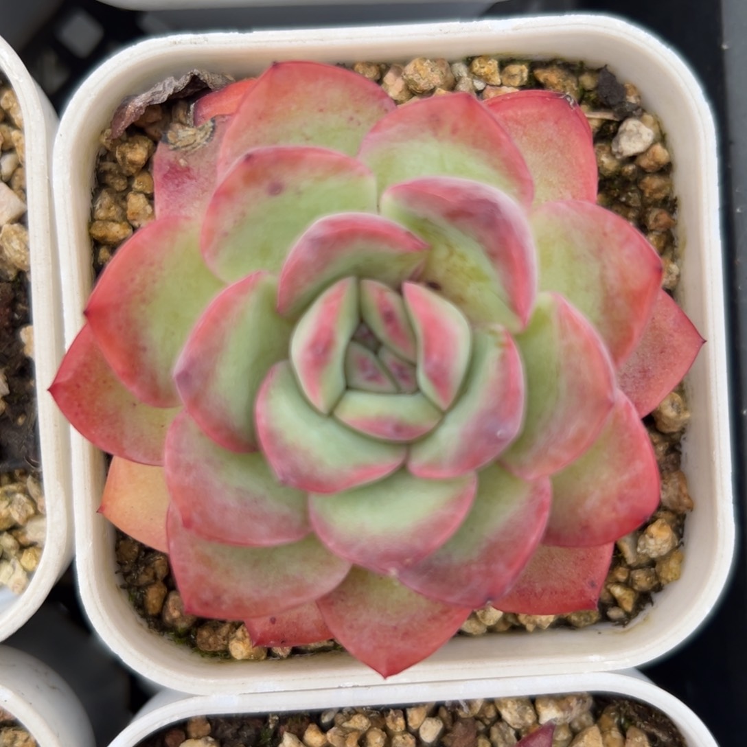 雪夜精控多肉一物一拍