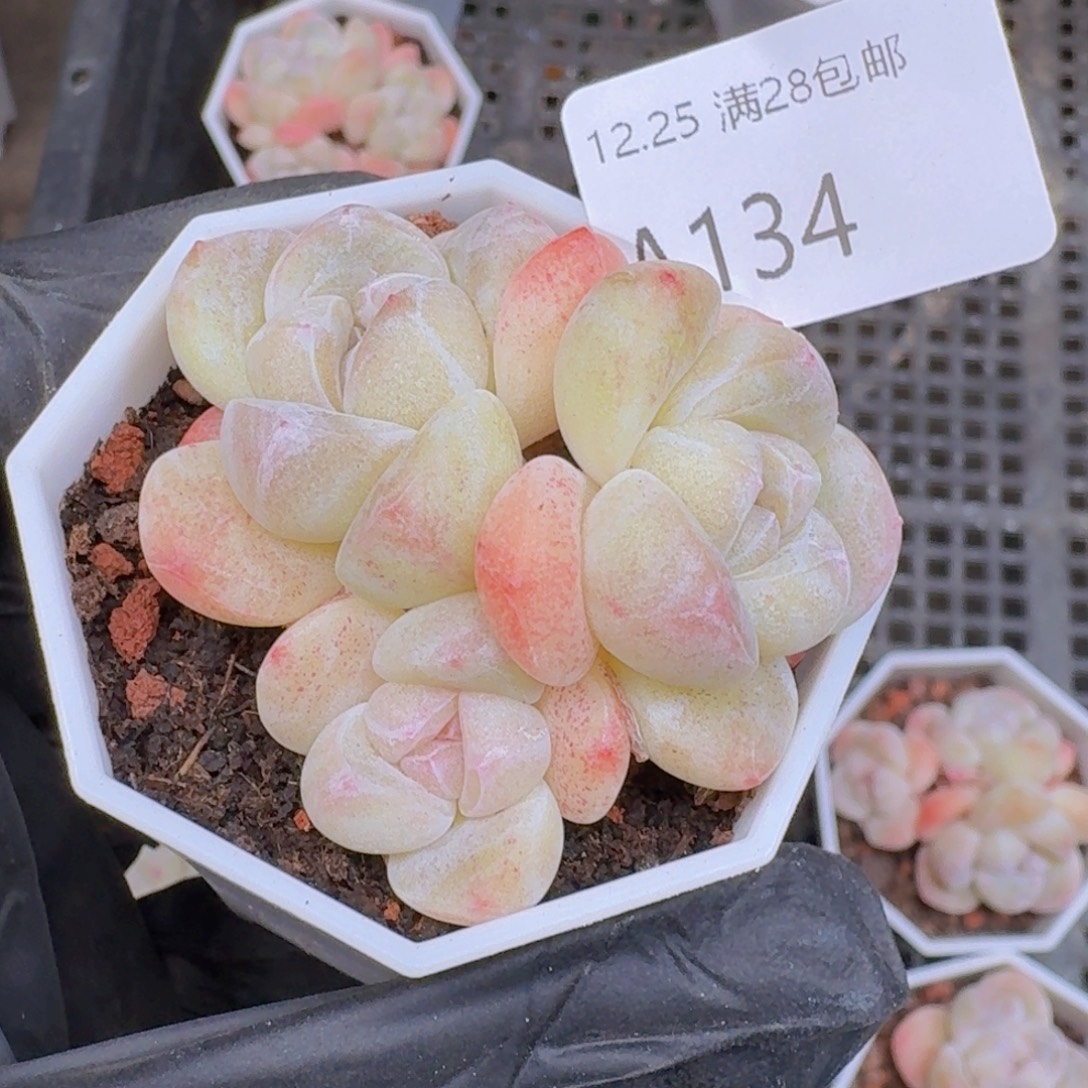 3头冰玉一颗带盆带土