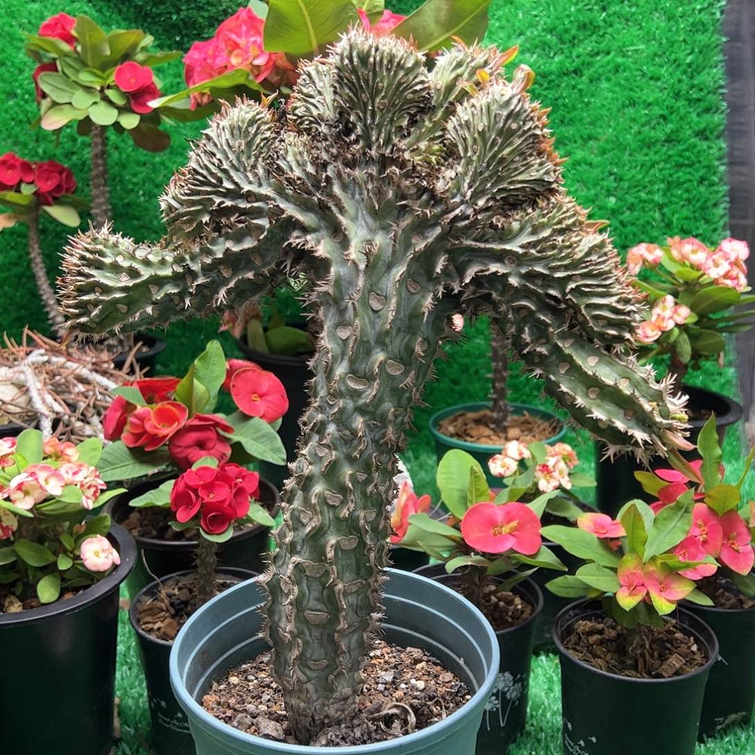 实生 喷火龙缀化