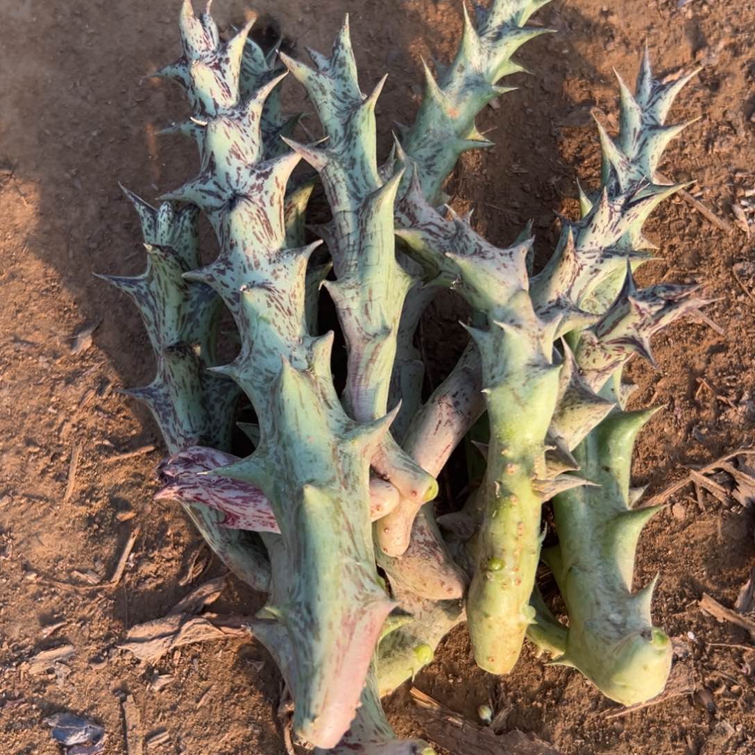 多肉植物多肉植物