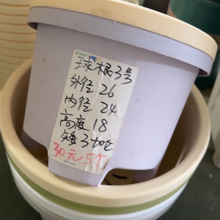 球根3#口径26无托纯白6个