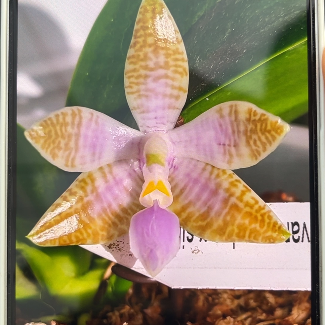 无花朵2.5寸蓝路德兄弟交苗