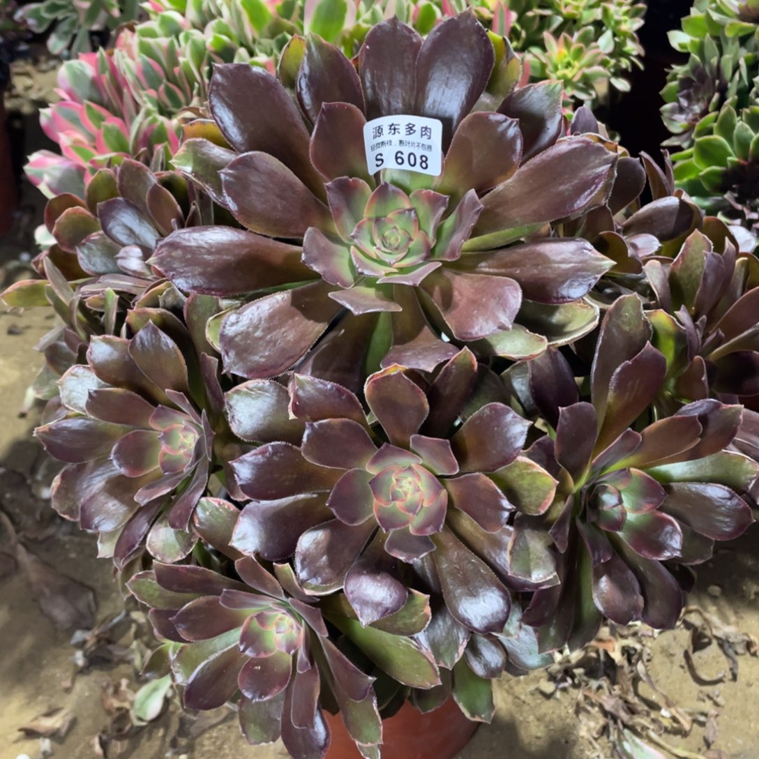 608恶魔多肉法师断枝不包