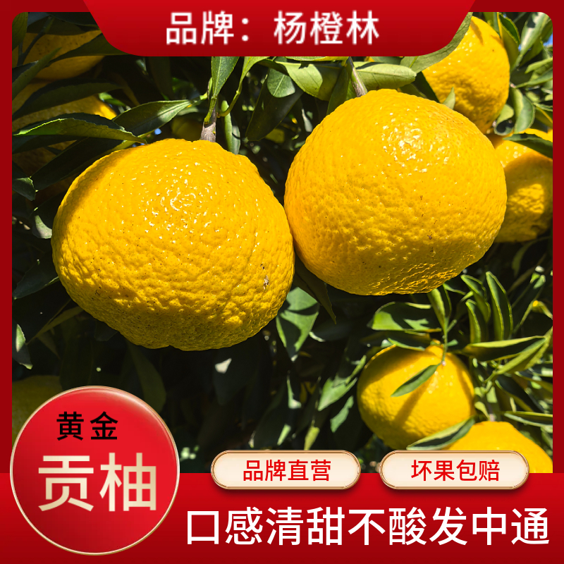 杨橙林产地岩龙黄金贡柚象山青香甜多汁新鲜水果清爆汁果粒饱满