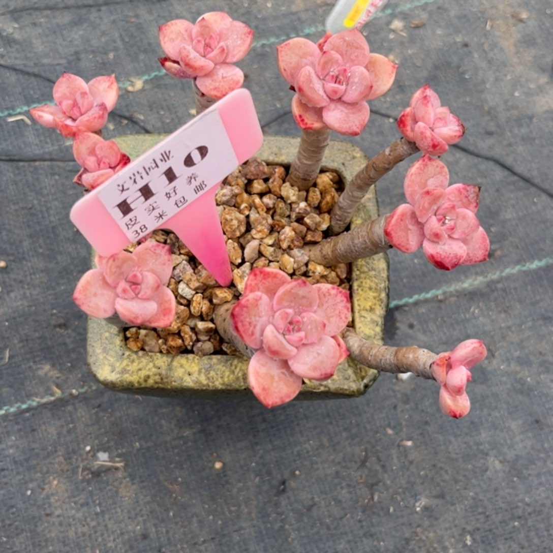 吐****了多肉植物111111