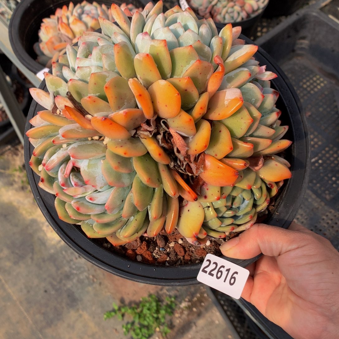 22616朵朵夫new吗嗯嗯嗯我