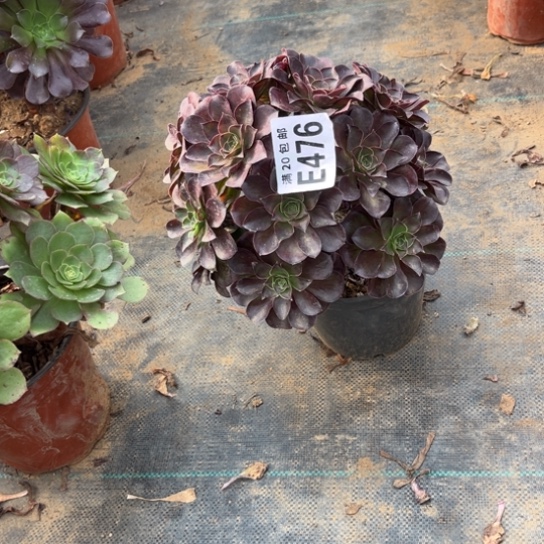 476枚金玫瑰不包断枝