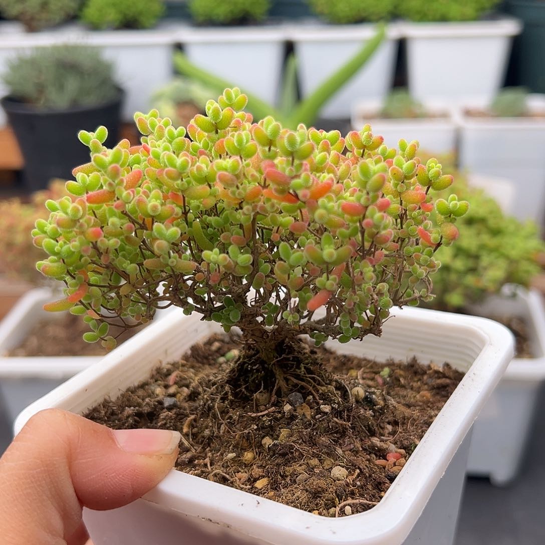 723号密橘糖球12.23多肉