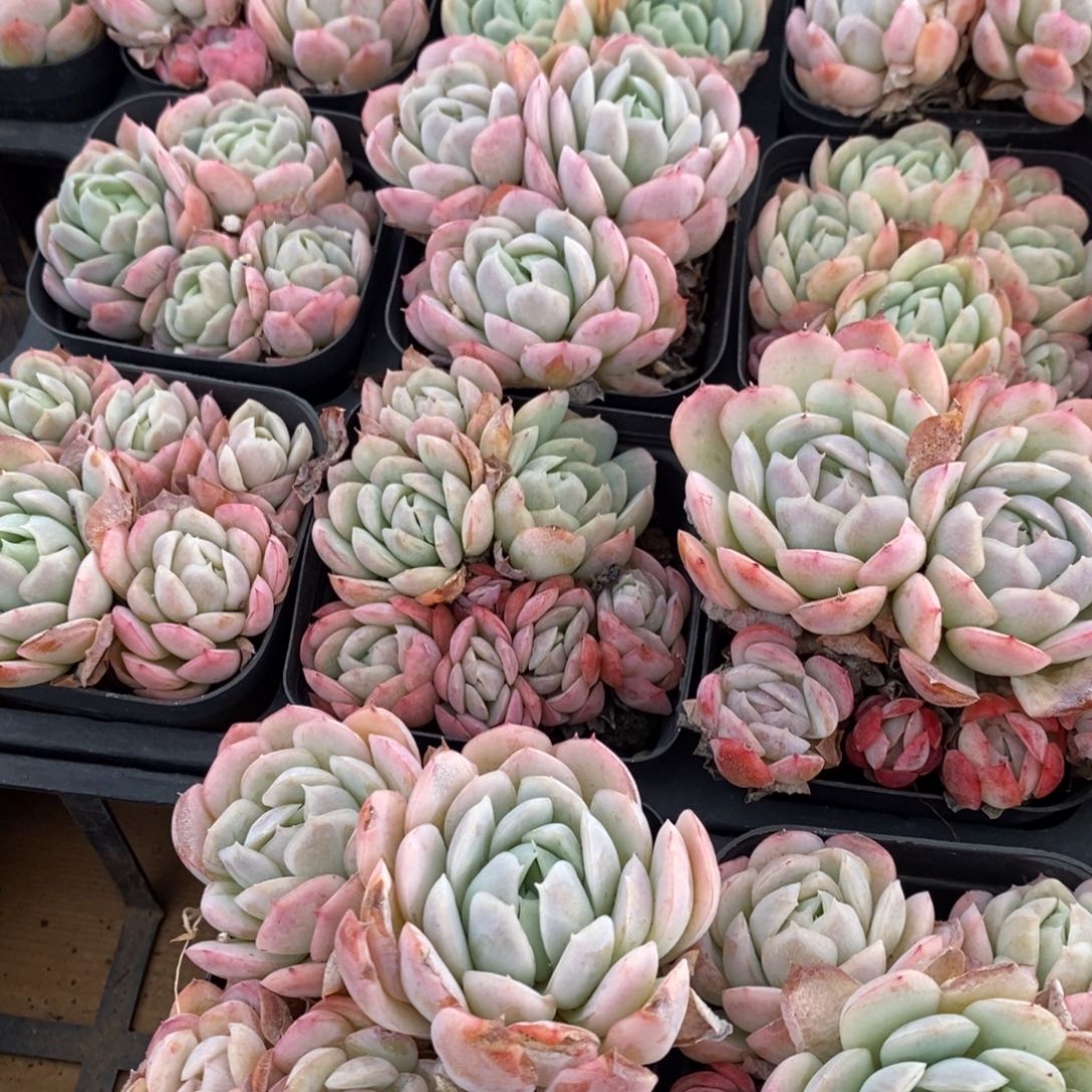 93。贝瑞。群生不包整。