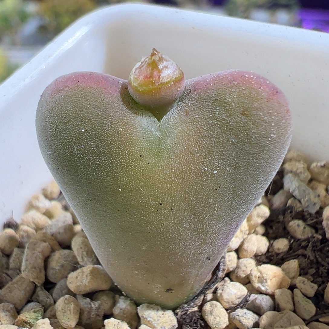 28-637番杏多肉肉锥将杂毛3年