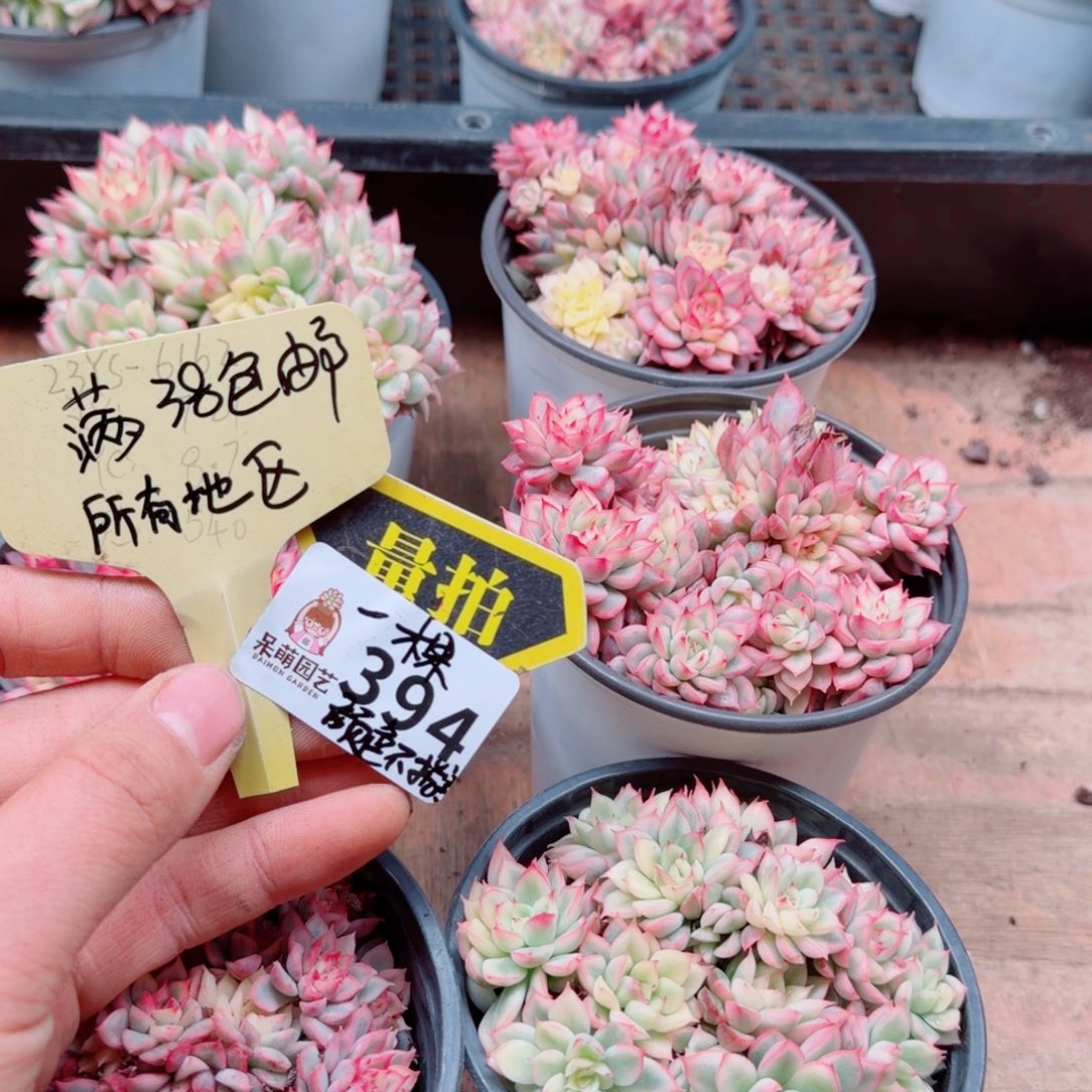 多肉植物多肉植物