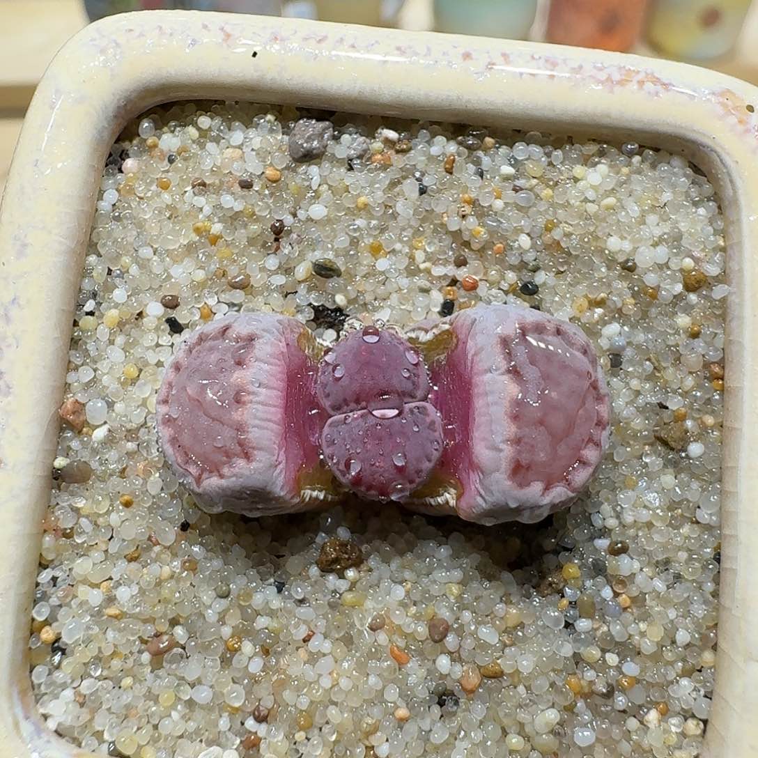 红陶蘑菇903紫饼