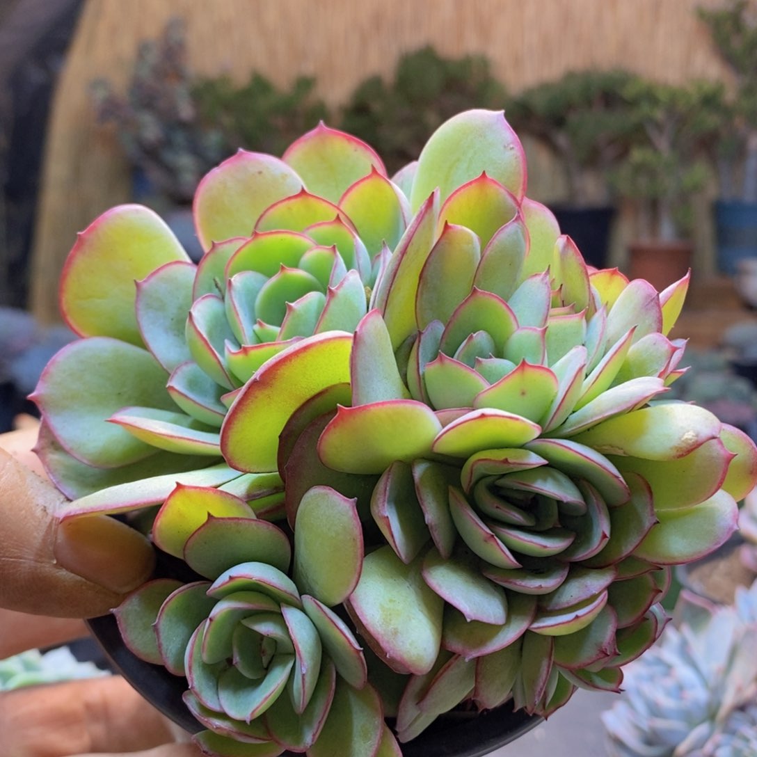 萱*贝D226号牡丹亭朵朵缀