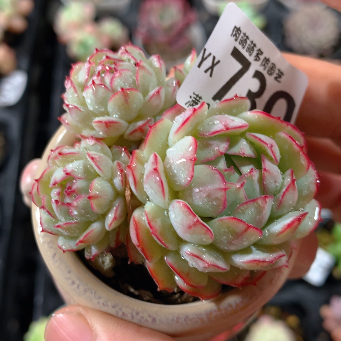 5CM拇指盆精控多肉YX730