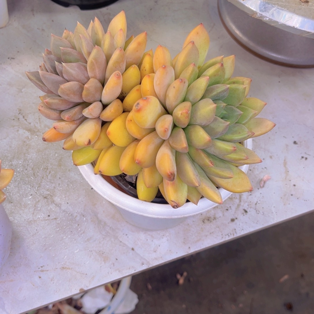 象牙多肉植物111