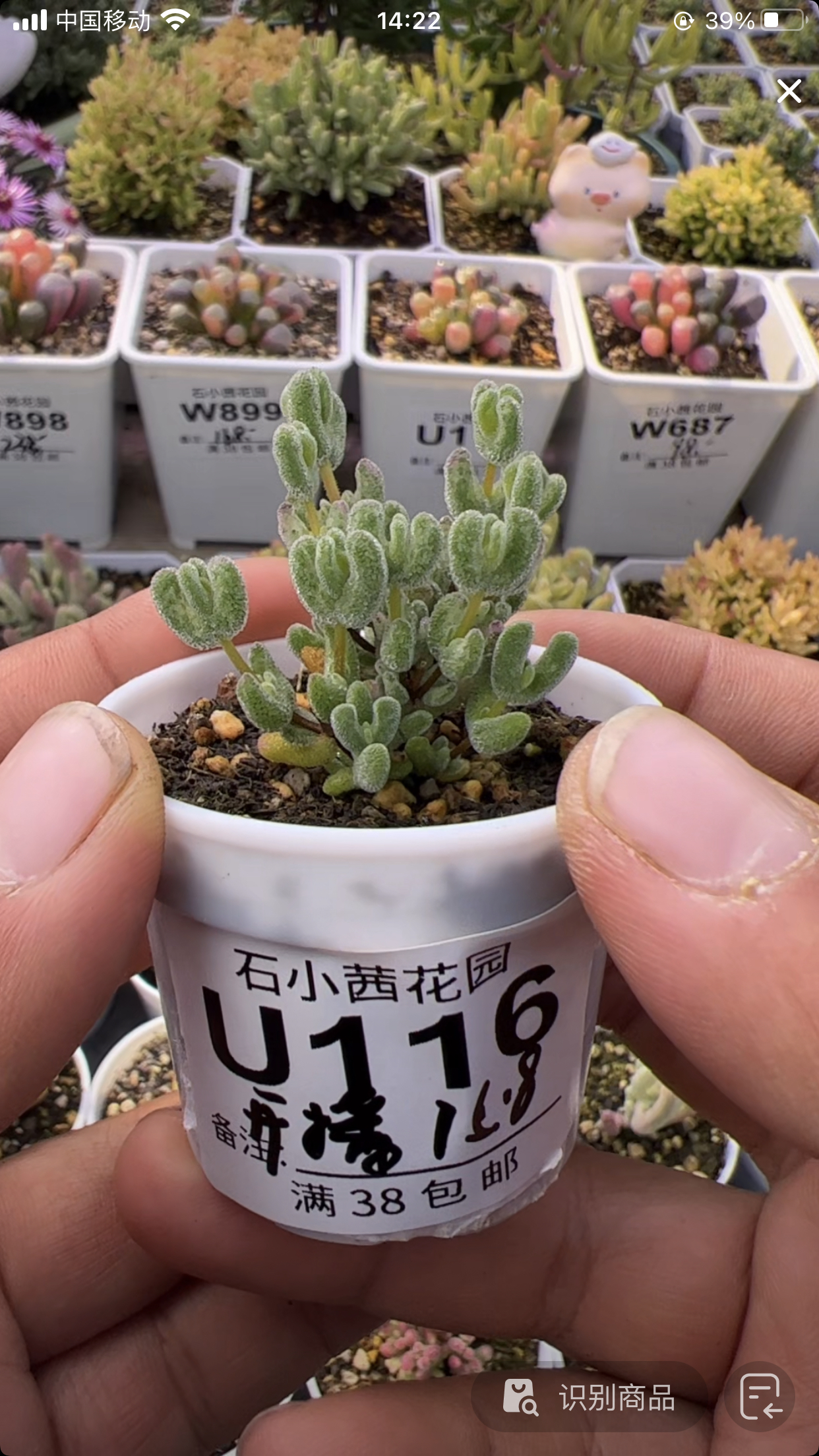 开播福利-月曲-多肉植物枝干番杏