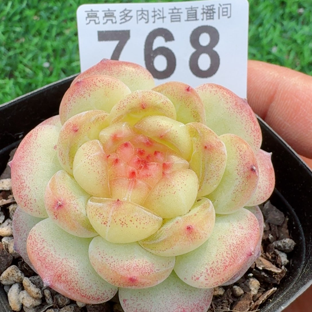 母本珍妮         多肉植物