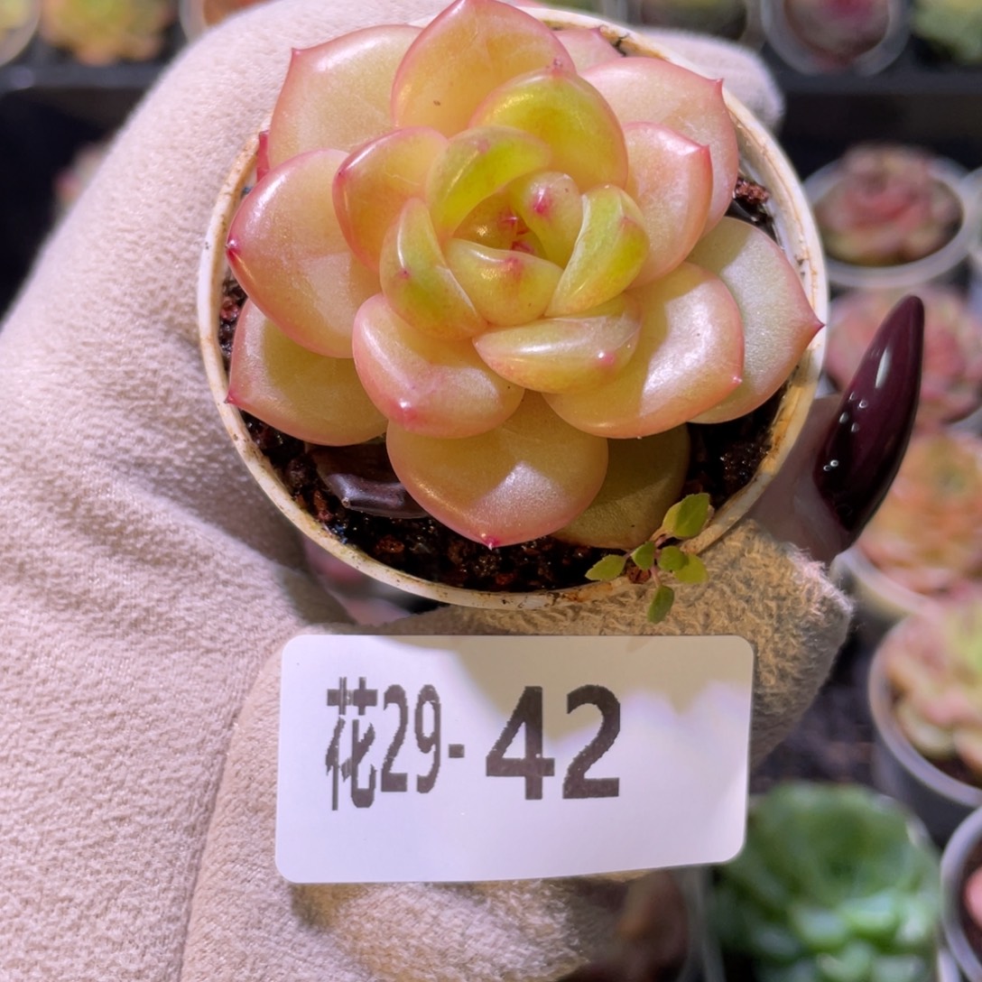 花利美29-42新品珍妮