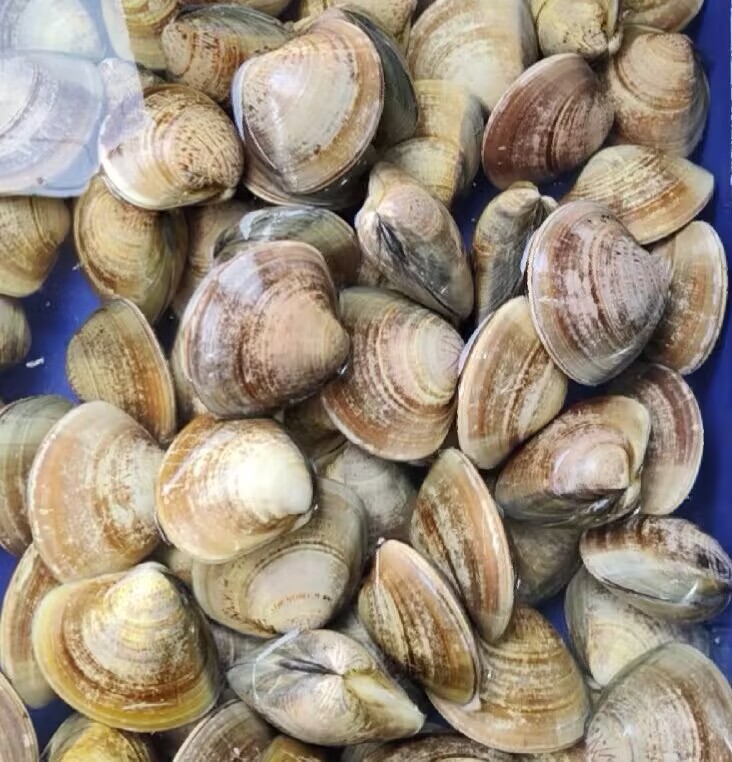 吕四新鲜文蛤.海水吐沙 .鲜.香.好吃源头鲜发