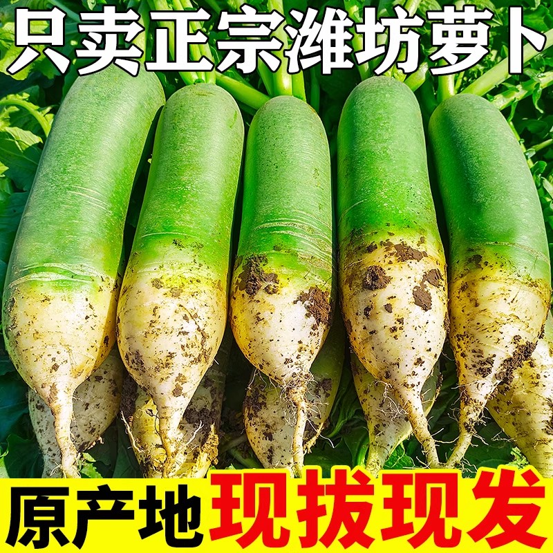 山东潍坊水果萝卜3-9斤沙窝萝卜生吃脆甜微辣多汁清脆