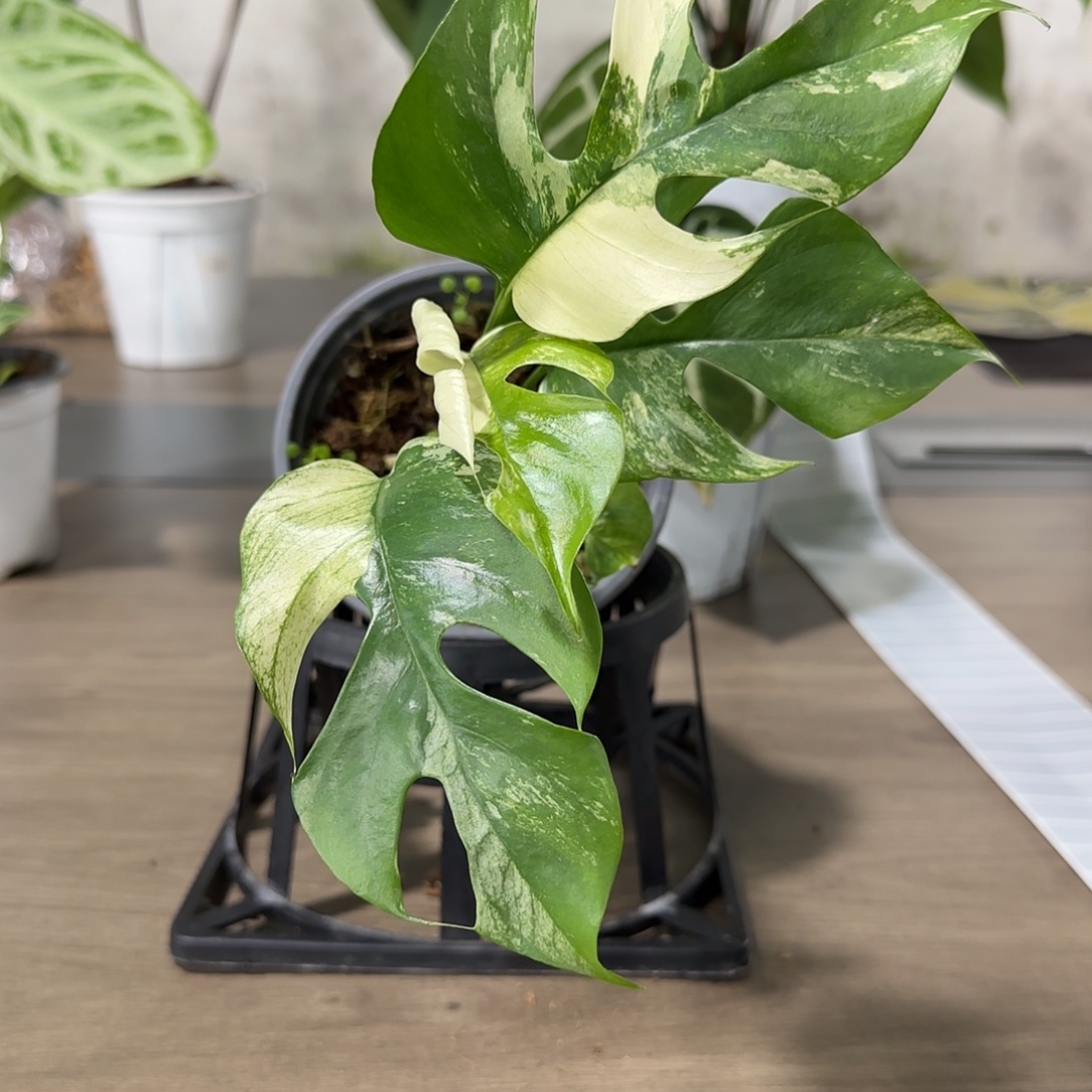 无花朵薄荷纹姬龟背锦