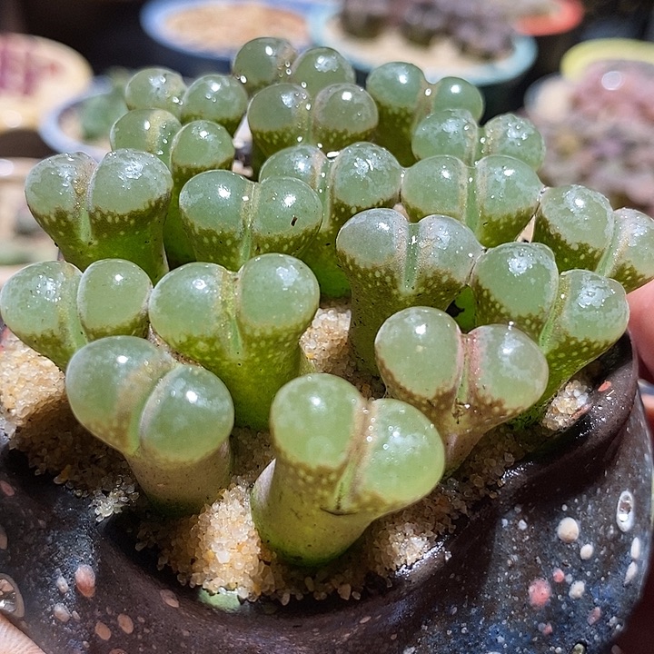 11527风铃b23一组三颗