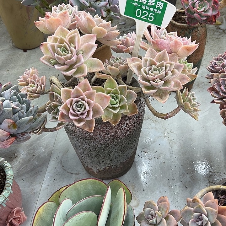 ·***r哈利多肉植物群落025