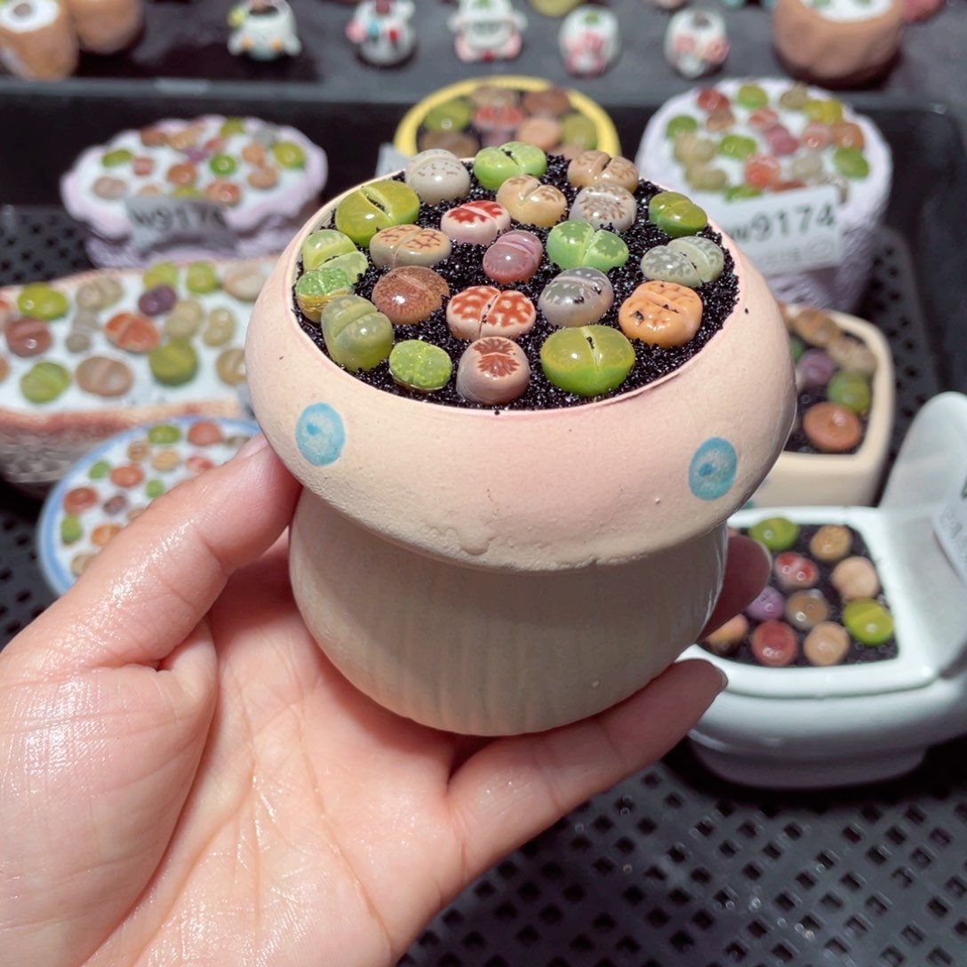 w9177 带盆土发货-零下地区拍保温箱