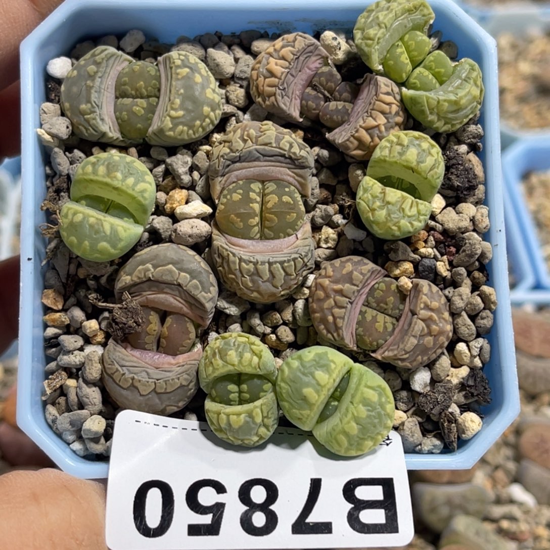 大***z7850大牙10颗专拍