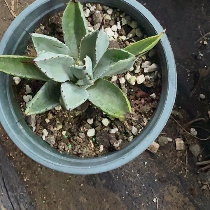 龙舌兰贝壳脱土发货