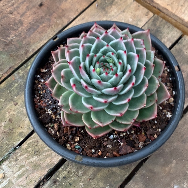 美肉特价活动开始啦