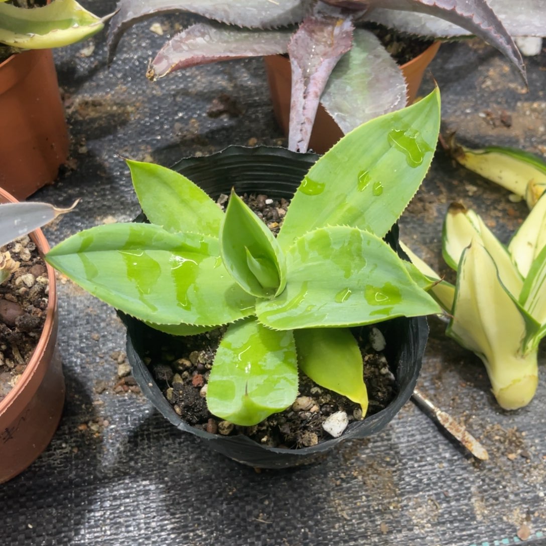 绿荷UCB龙舌兰系列