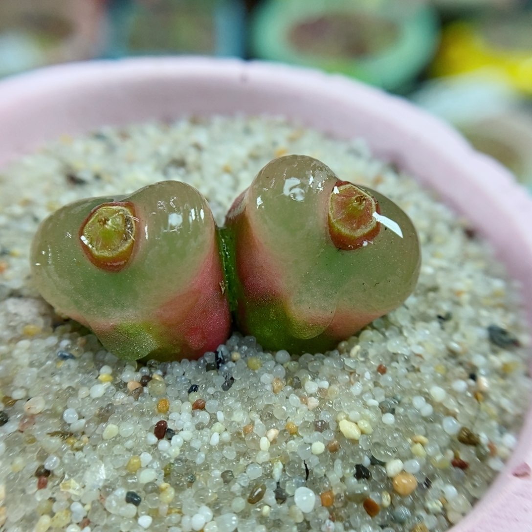 生石花花花花花花336号