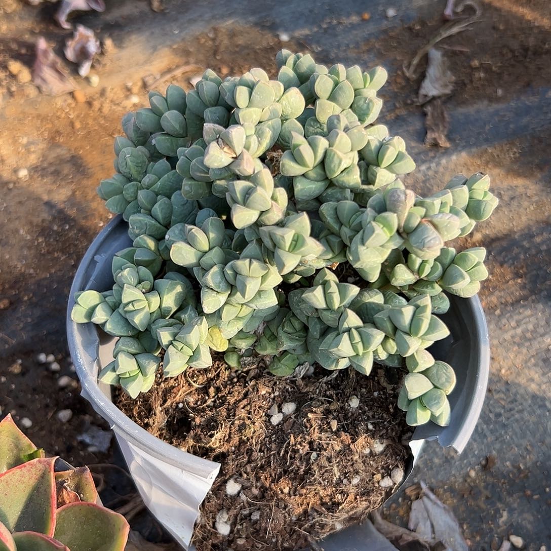多肉植物鹿角海棠