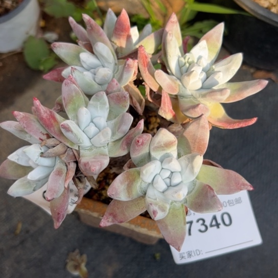 吾*谢谢哥～一物一拍7340